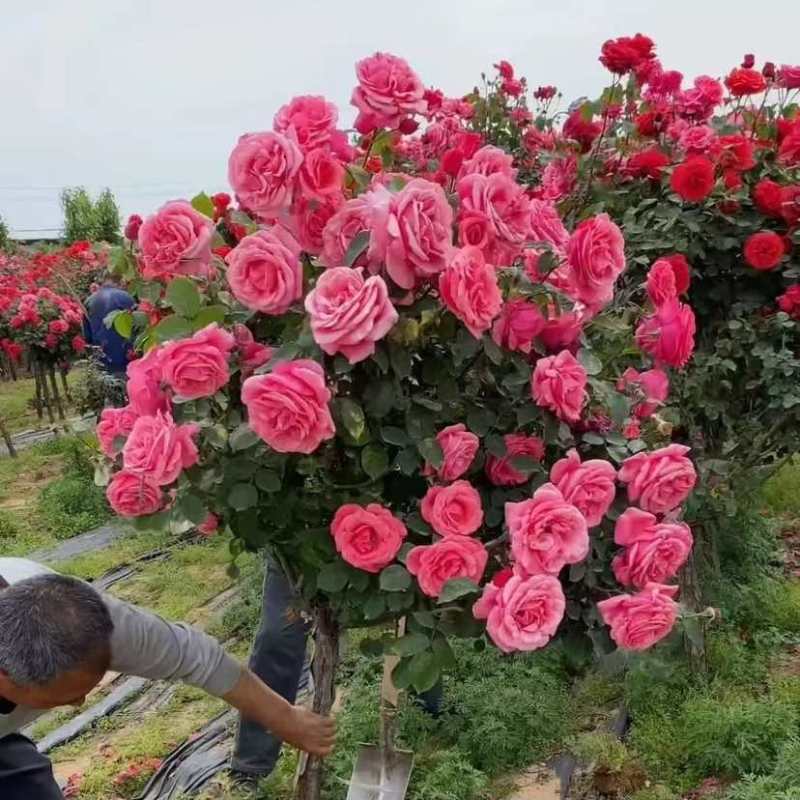 南阳正宗棒棒糖树桩月季花绯扇室外庭院四季开花植物盆栽耐寒