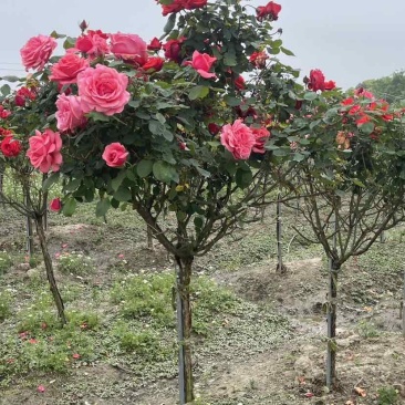 棒棒糖3公分双色山木香老桩树状月季特大月季花庭院阳台月季花树