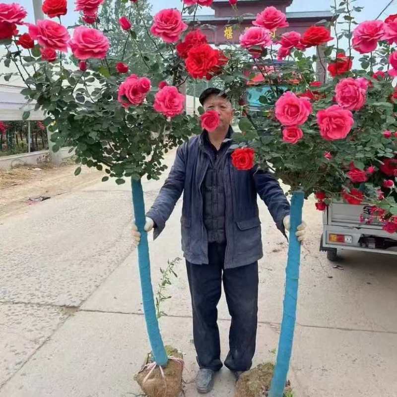 棒棒糖3公分双色山木香老桩树状月季特大月季花庭院阳台月季花树