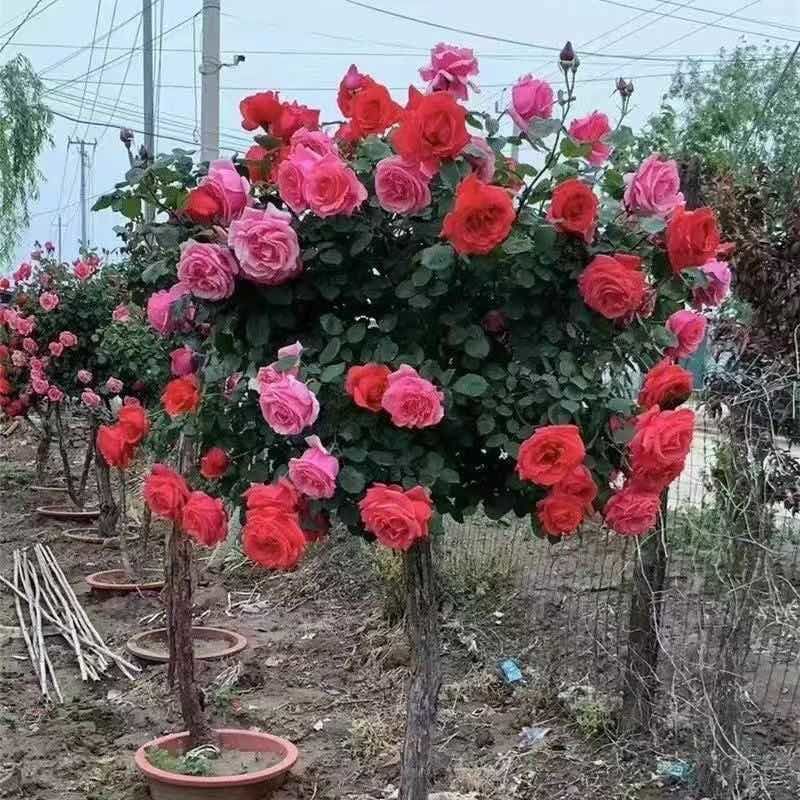 棒棒糖3公分双色山木香老桩树状月季特大月季花庭院阳台月季花树