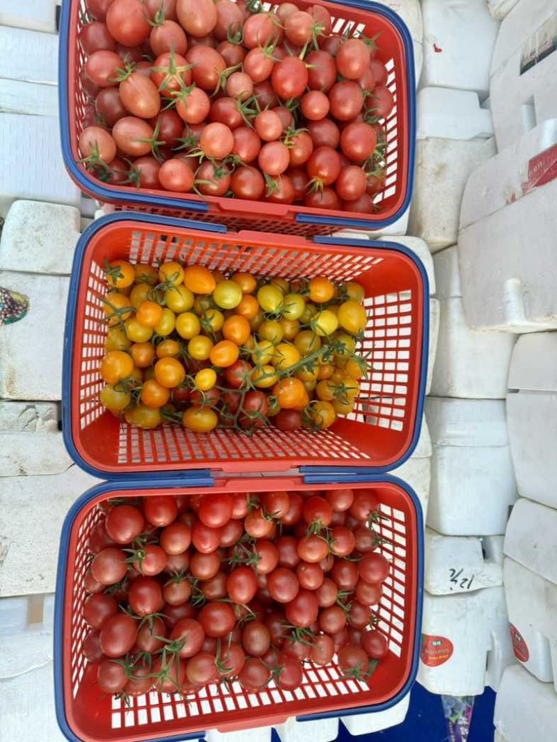 千玺小番茄，脆甜多汁