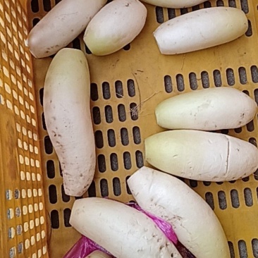 白萝卜