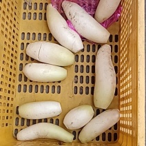 白萝卜