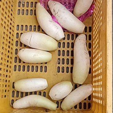 白萝卜