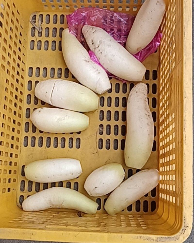 白萝卜