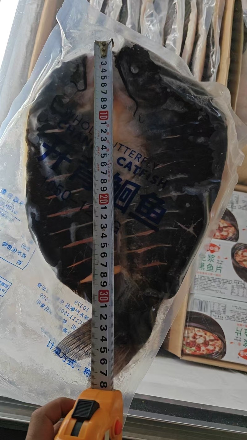 清江鱼两个型号号一条2.1-2.5斤28斤12条