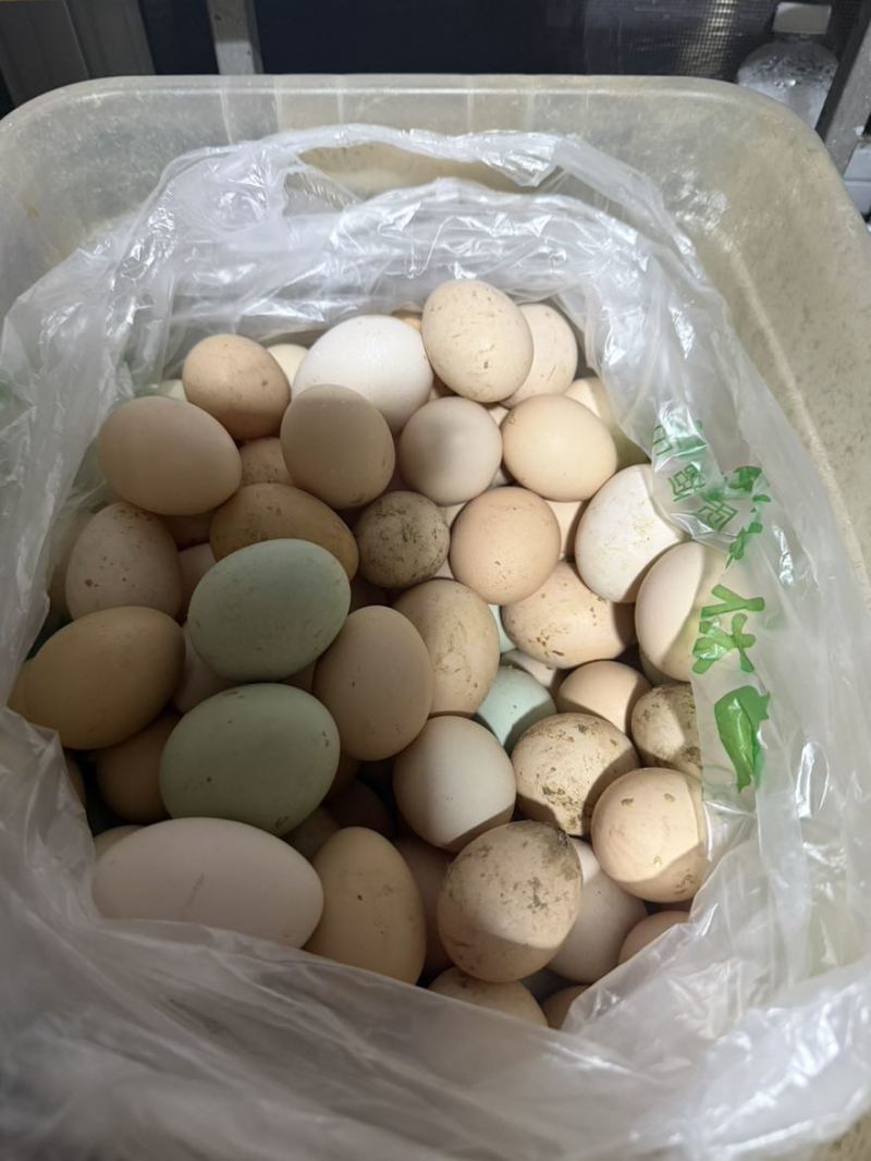 自家散养土鸡蛋