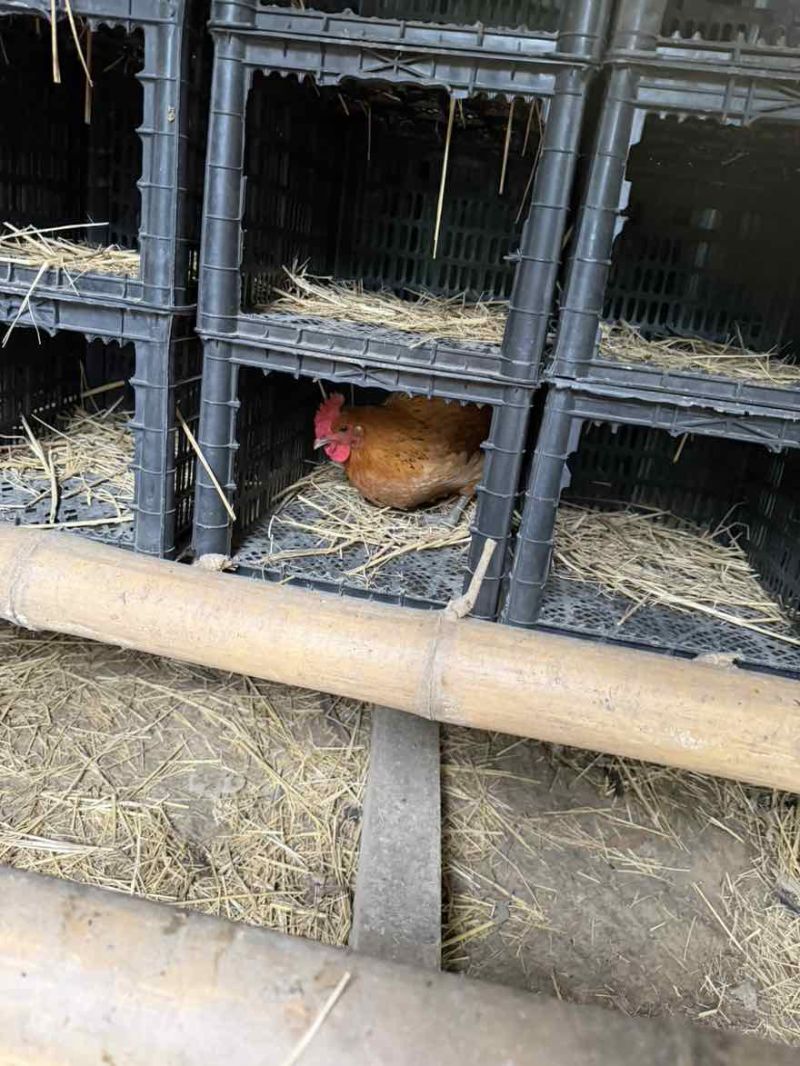 自家散养土鸡蛋10
