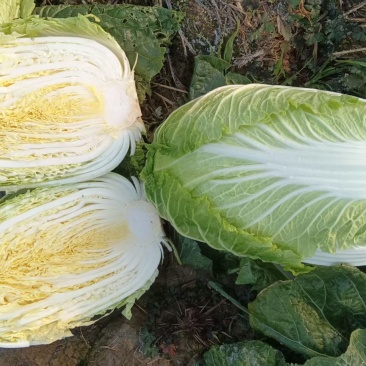 田头产地新鲜大白菜黄心大白菜袋装净菜