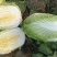 田头产地新鲜大白菜黄心大白菜袋装净菜