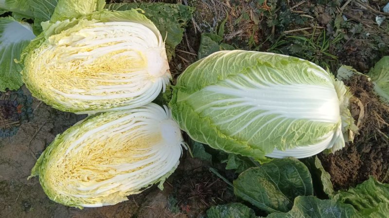 田头产地新鲜大白菜黄心大白菜袋装净菜