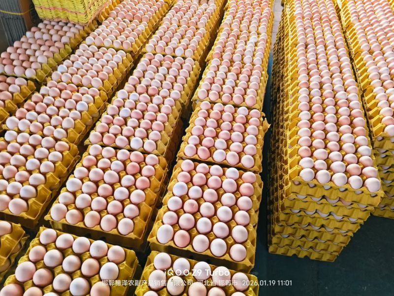 鸡蛋粉蛋普通蛋初生蛋品类齐全可对接全国市场客商视频