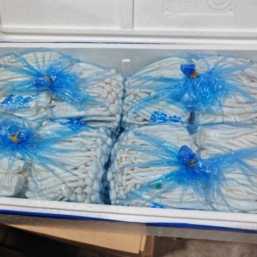 8kg对头白玉菇