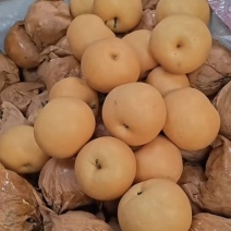 秋月梨