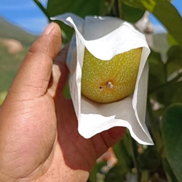 热情果