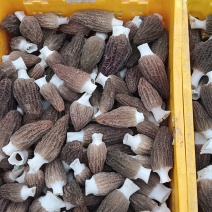 羊肚菌