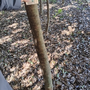 桂花树，量大价优。实地自挖，不包邮