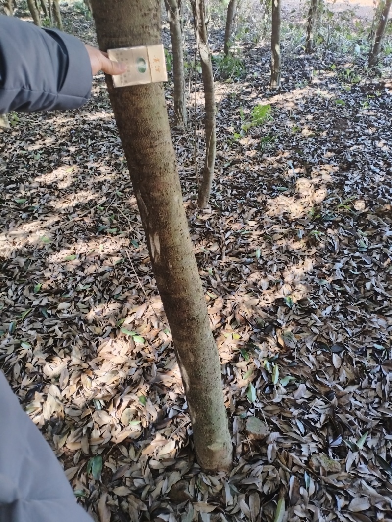 桂花树，量大价优。实地自挖，不包邮