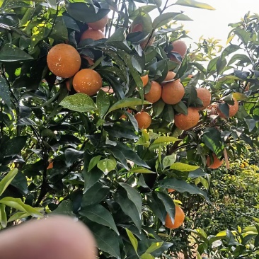 重庆开州无核沃柑