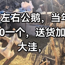 自己养的大鹅，当年的鹅，8-9斤左右