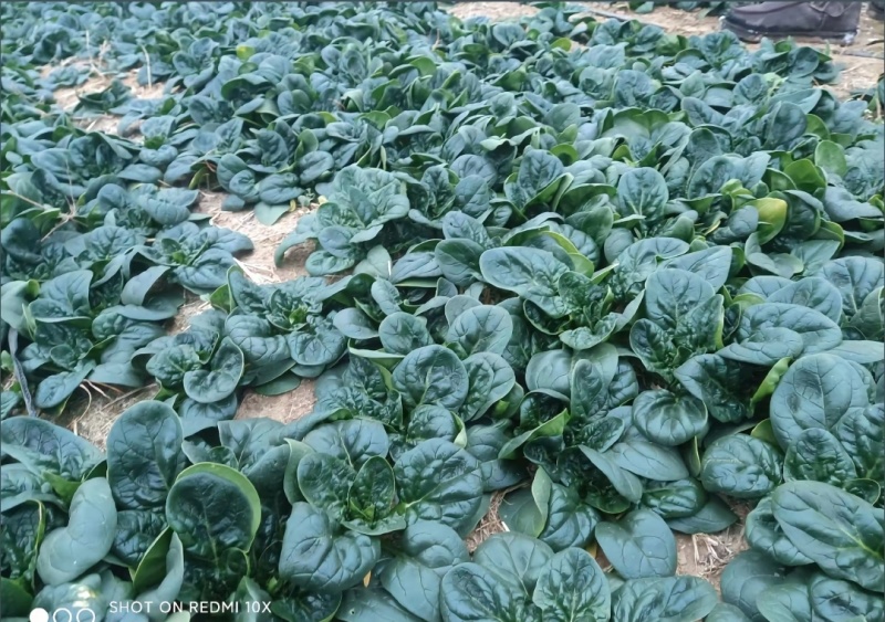 河南趴地菠菜