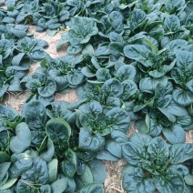 河南趴地菠菜