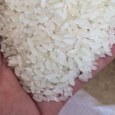 东北精品长粒香米