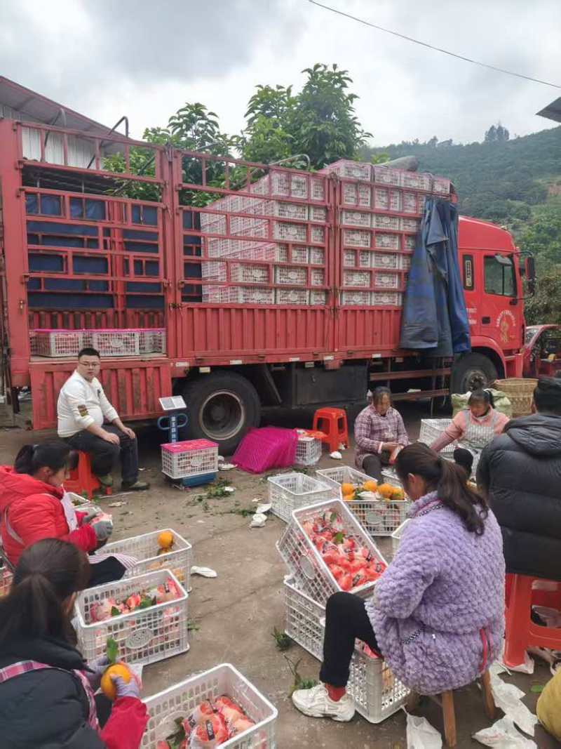 春见耙耙柑柑甜爆汁新鲜采摘产地直发量大从优欢迎采购