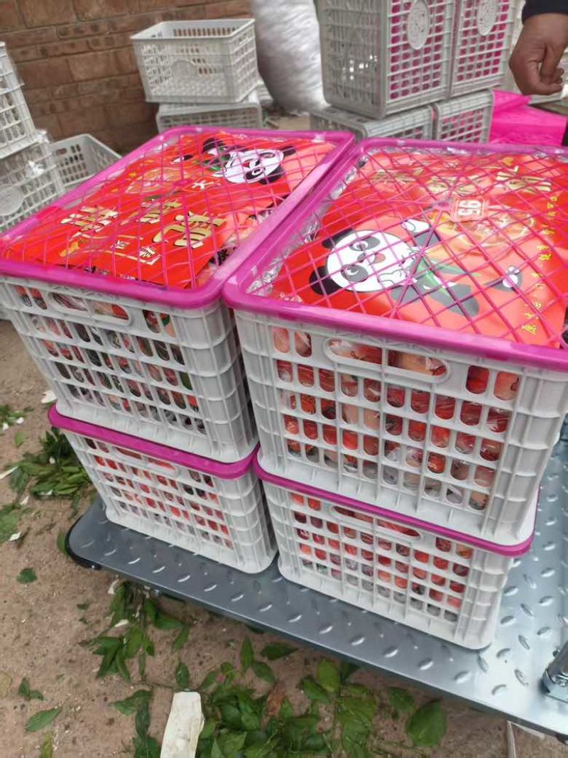 春见耙耙柑柑甜爆汁新鲜采摘产地直发量大从优欢迎采购