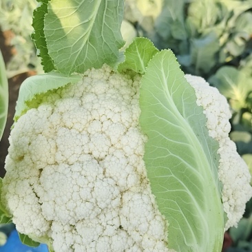 食堂花菜