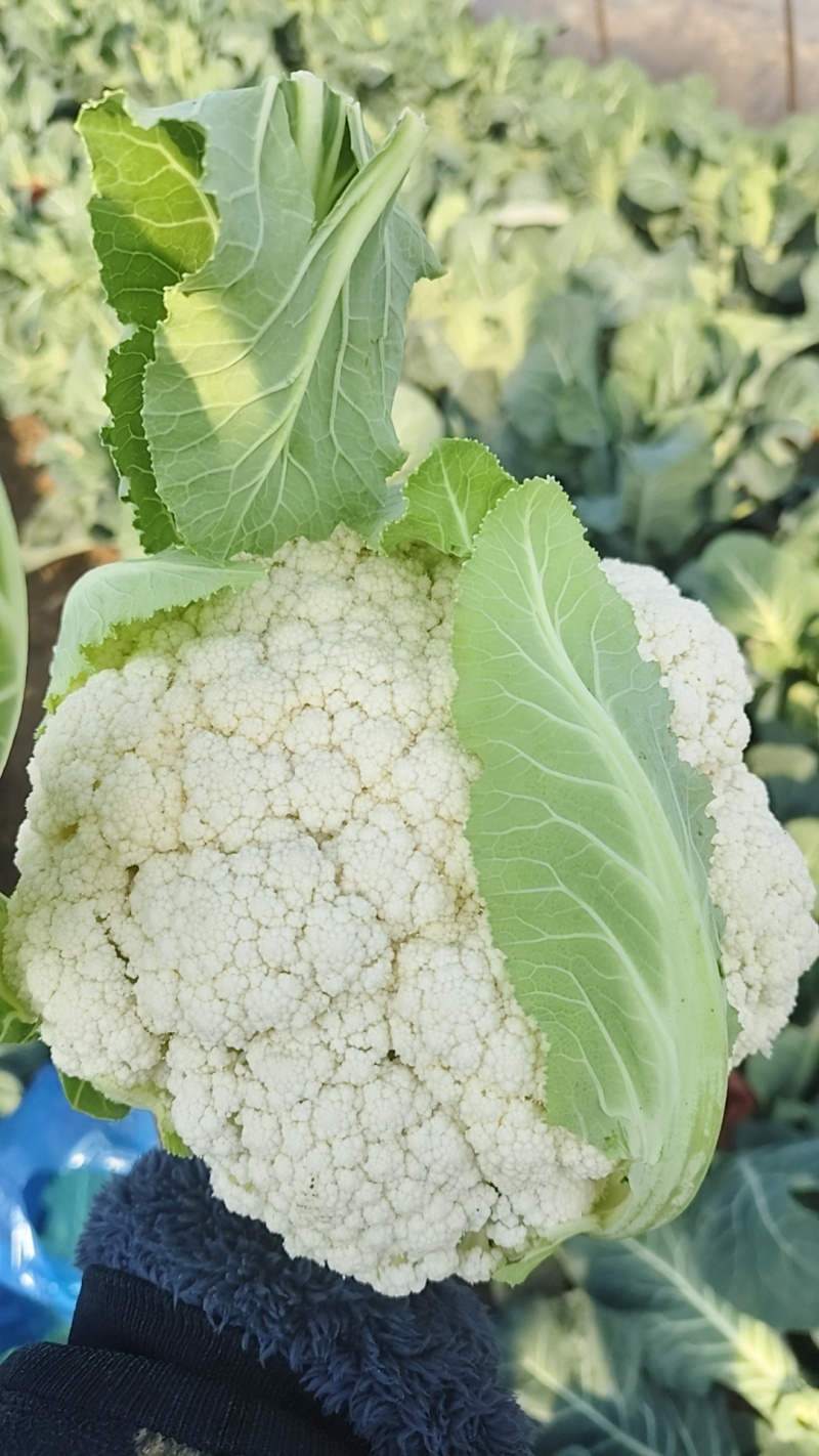 食堂花菜