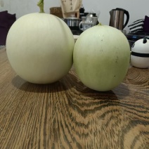 海南网纹小蜜哈密瓜
