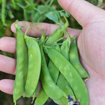 翁源新鲜荷兰豆