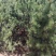 内蒙古黑油松