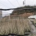 山桐子苗(现货)