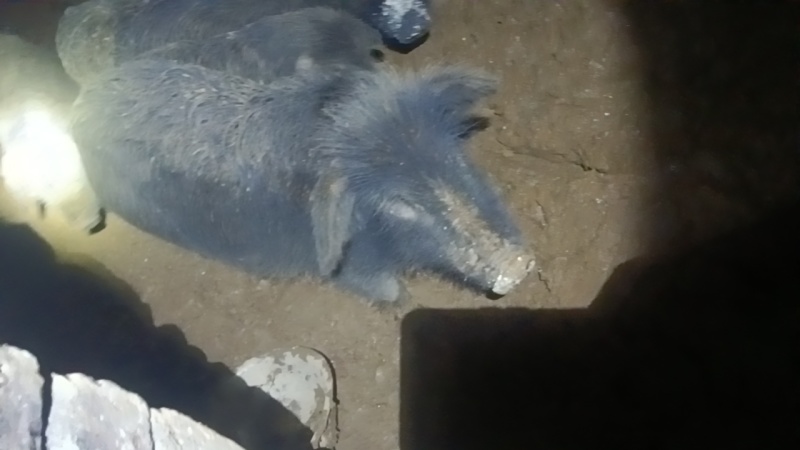 卖香猪