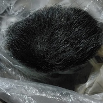 云南猪宝