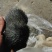 云南猪宝