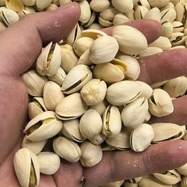 开心果电商货现货