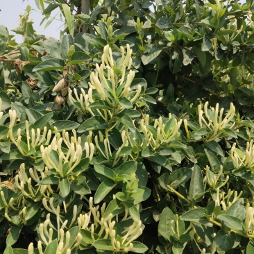巨鹿县金银花枸杞小米之乡。