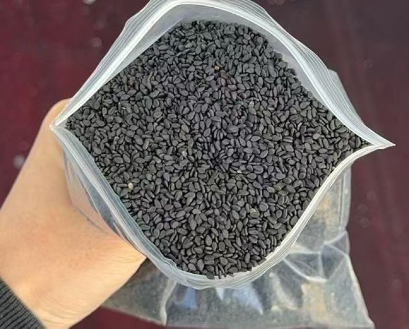 色选黑芝麻熟黑芝麻质量保证山东厂家直供全国发货