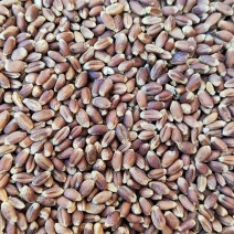 黑小麦