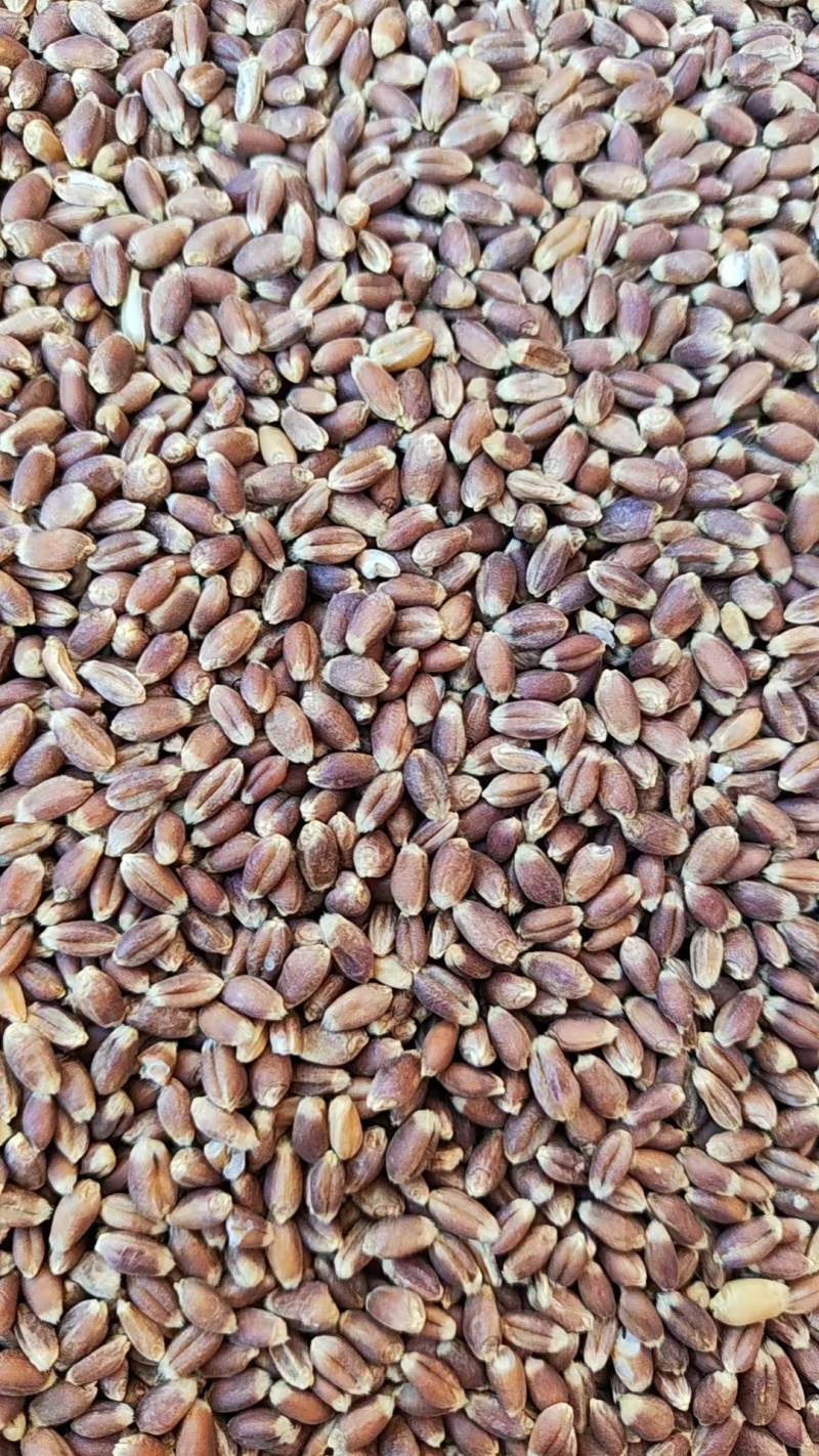 黑小麦