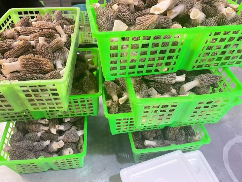 丽江羊肚菌
