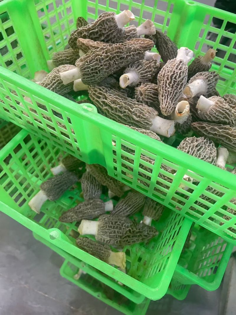 丽江羊肚菌