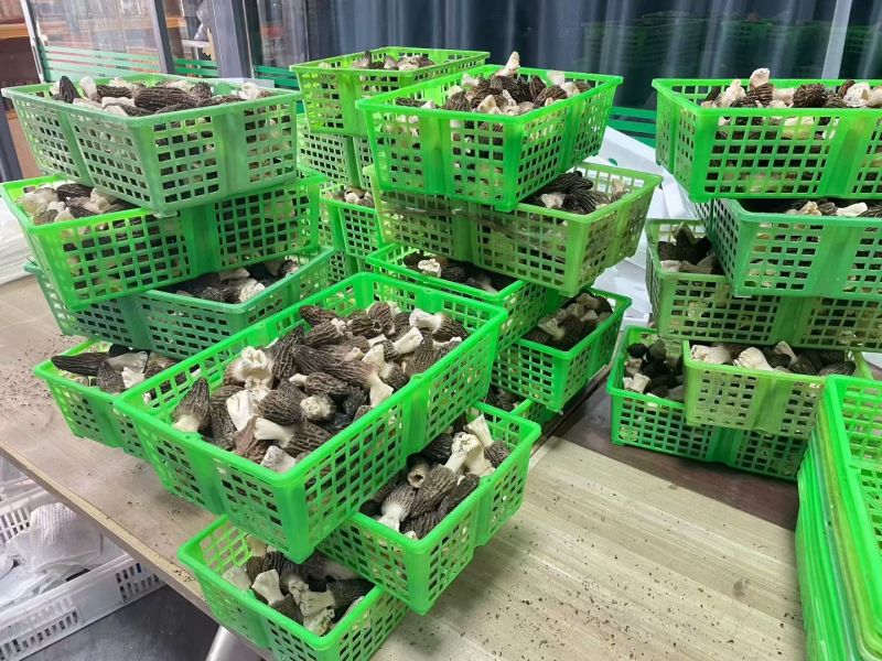 丽江羊肚菌