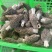 丽江羊肚菌