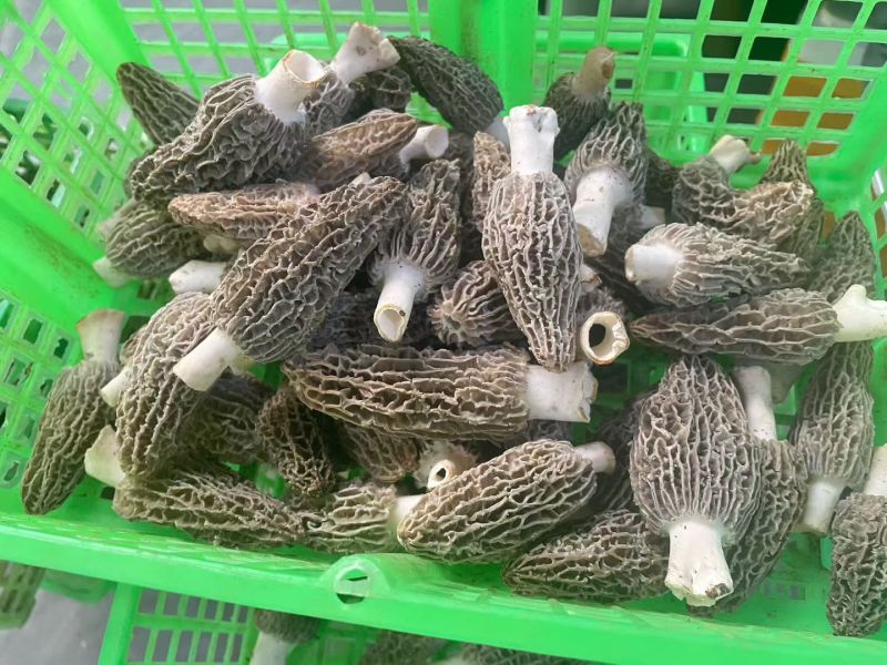 丽江羊肚菌