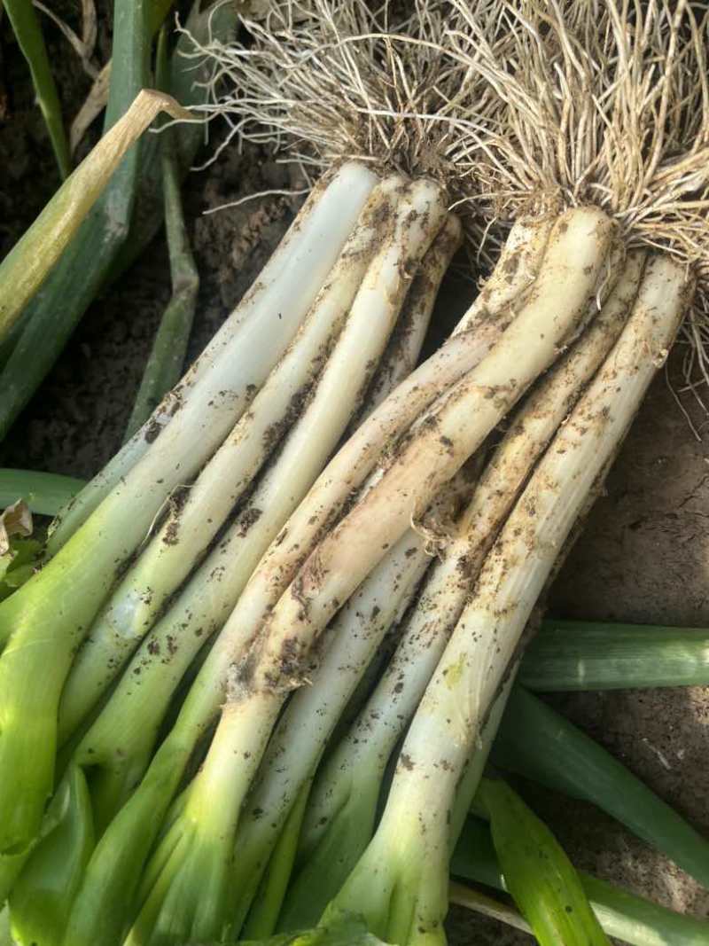 湖北襄阳，本地分葱，量大从优，欢迎联系