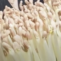 花生芽菜